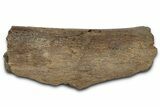 Fossil Ornithischian Dinosaur Rib Section - Montana #355106-1